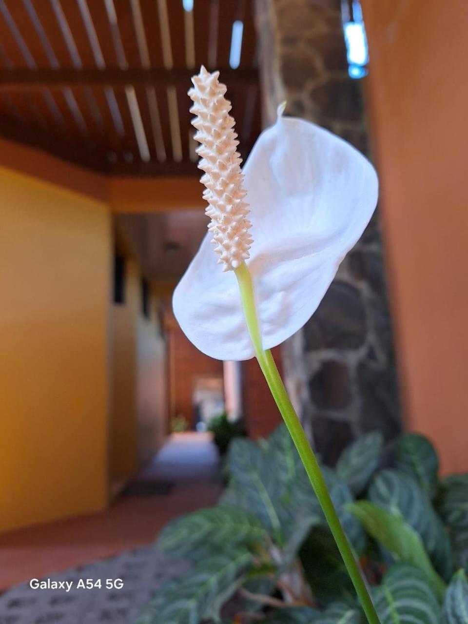 Iris Arenal Hotel La Fortuna Exterior foto